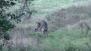 Buck Breeding a Doe East Texas Montgomery County 2014 Whitetail Deer [upl. by Prestige]