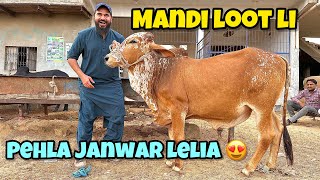 Mandi loot li 😍 pehla janwar kitne ka lia hum ne  🐂 Cow mandi vlogs [upl. by Akiras]