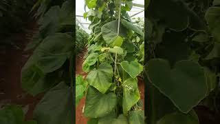 Cucumber crops cultivation in polyhouse Dindigul cucumber cucurbitaceae flowers cucumber [upl. by Ahsilak]