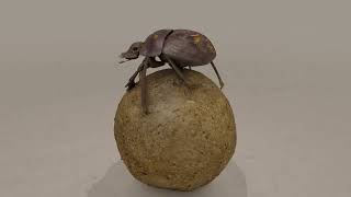 Animated Dung Beetle [upl. by Tomlin]