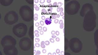 How to tell Anaplasmosis from Ehrlichiosis￼ [upl. by Aitsirt]