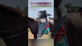 Horse Riding First Guys  昔の馬術スポーツ、皆さん 馬に乗る ridingahorse horse shorts shortvideo [upl. by Yesnik]