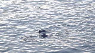 A group of harbour porpoise Phocoena phocoena of West Vancouver [upl. by Li]