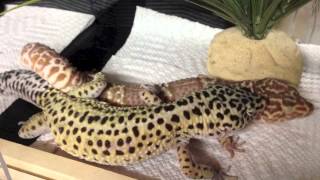 Leopard Geckos Mating [upl. by Messing247]