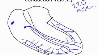 Cardiac Conduction Systemwmv [upl. by Barnum]