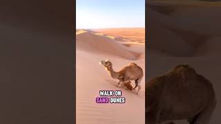 The Desert Explorer Waling on Its Knees camel desert gurun arabic viralvideo shorts [upl. by Fira363]