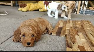 Labradoodles last week at the breeder  Labradoodles Playground [upl. by Lebama]