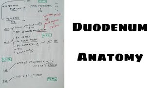 Duodenum Anatomy  4 Duodenum 3rd Part Relation Chart  TCML [upl. by Lupe]