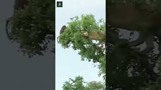 Sundarban royal Bengal tiger hunter the manki bangla tending shortsvideo [upl. by Arvo]