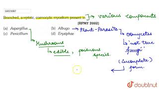 Brached aseptatecoenocytic mucelium present in [upl. by Yren819]