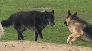 A Huge Wolfdog Scares a German Shepherd [upl. by Yager856]