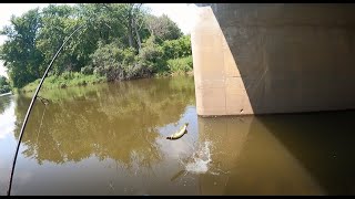 2 Days 7 Species of Fish on the Des Plaines River July 2024 [upl. by Nosnhoj]