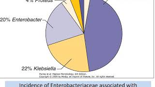 Enterobacteriaceae Salmonella Shigella E coli Gram negative rods [upl. by Burkitt]