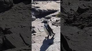 Wild African Penguins capetown penguins africa southafrica conservation africanpenguin [upl. by Agnimod116]