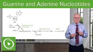 Paths to Guanine and Adenine Nucleotides – Biochemistry  Lecturio [upl. by Converse841]