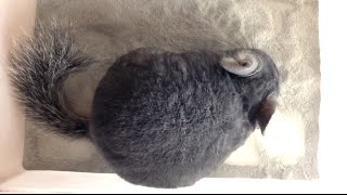 Fluffy Chinchillas Dust Bath [upl. by Kathleen]