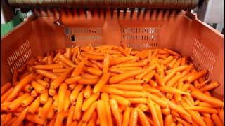 Western Australian Carrots  from paddock to you [upl. by See187]