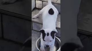 Dog step staircase funny reels 🤣 funny million viralvideo [upl. by Odysseus]