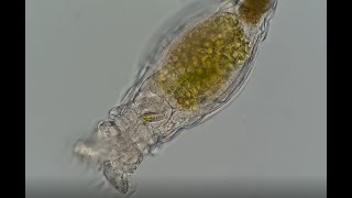 Feeding habit of a bdelloid rotifer [upl. by Rawley]