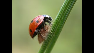 The paralysed ladybird [upl. by Alpheus]