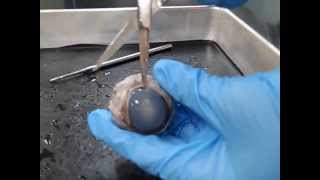 3minute Cow Eye Dissection [upl. by Eladnyl380]