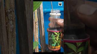 Mealybug Treatment  Natural and free pesticide for any plants  mulberry plant shorts viral [upl. by Winzler]