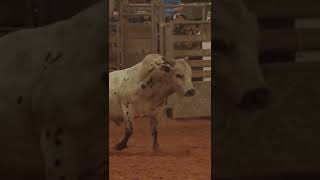 Rodeo Ball Busting Bull Riding [upl. by Aelyak]