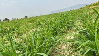 Maralfalfa Orijinal tarladaki son halerimaralfalfabesi maralfalfayembitkisi tarım [upl. by Ecineg553]