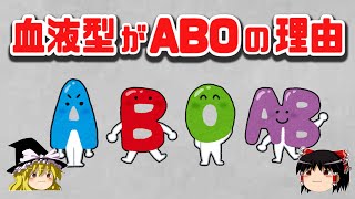 【ゆっくり解説】なぜ血液型はABCでなくABOなのか  血液型の発見と輸血の歴史｜科学・免疫学 [upl. by Naiditch]