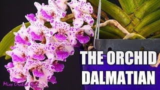 Rhynchostylis gigantea Orchid  Growth habit amp Care tips [upl. by Nawek]