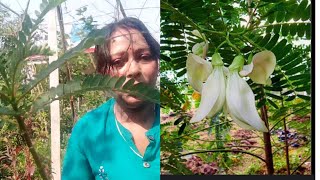 How To Grow HummingbirdSesbania Grandiflora Plant  Agasti TreeBokful In Rooftop  livingnature [upl. by Tallulah]