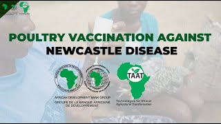 TAAT Technology Poultry Vaccination against Newcastle Disease [upl. by Tirza]