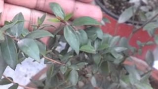 How To Grow Cardamom Plant  How To Care Green Cardamom UrduHindi [upl. by Breskin]