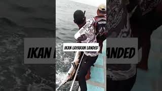 Ikan Layaran fyp mancing mancingmania mancingikan mancingikan mancinglaut tanjungpasir [upl. by Dolora]