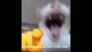 Cute cat laughs at you then explodes cat funny funnyshorts cute comedyvideos funnyvideos har [upl. by Atul]