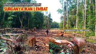 HUTAN RAWA KALIMANTAN SURGANYA IKAN LELE LEMBAT  MANCING LELE AKAR [upl. by Ahsyat]