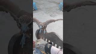 Laghar Falcon call per Aaya shortvideo shortvideo shortvideo [upl. by Siobhan]