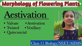 Aestivation  Parts of Flower  Morphology of Flowering Plants  Class 11 Biology NEET AIIMS [upl. by Ytissac309]