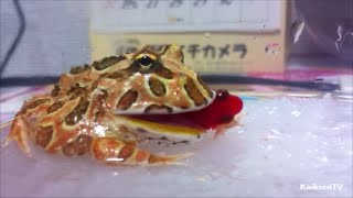 クランウェルツノガエルに金魚を与えました３ Packman Frog Ceratophrys cranwelli Eating Goldfish 3 [upl. by Cheyne]