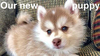 We got a puppy its a Pomsky Meet the cutest puppy you have ever seen [upl. by Wunder]