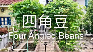 四角豆  龙豆  Winged Beans  Four Angled Beans [upl. by Libyc635]