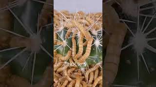 Mealworms vs SPIKY CACTUS [upl. by Mickey]