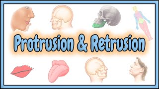 33 Protrusion amp Retrusion Terms  2D Animation [upl. by Rossie]