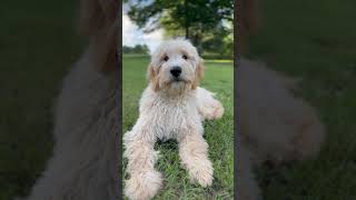 Maverick Says Be Happy cute pets puppy goldendoodle [upl. by Silevi]