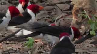 YellowBilled Cardinals  quotCavalariaquot  Paroaria capitata [upl. by Jeunesse]