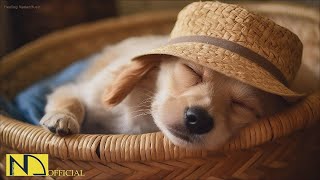 20 HOURS of Dog Calming Music For Dogs🎵🐶Anti Separation Anxiety Relief💖🐶Dog Sleep Music🎵 NadanMusic [upl. by Jary93]