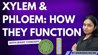 Xylem vs Phloem Understanding Plant Transport Systems  ThePrepZone NCERT biology [upl. by Aysa]