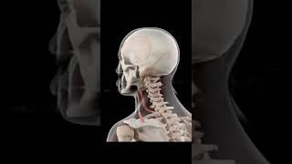 omohyoid muscle in the neck Animationshorts [upl. by Vachell]