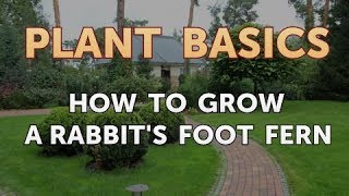 How to Grow a Rabbits Foot Fern [upl. by Lyn]