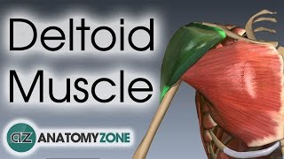 Deltoid Muscle Anatomy  AnatomyZone [upl. by Mlawsky]